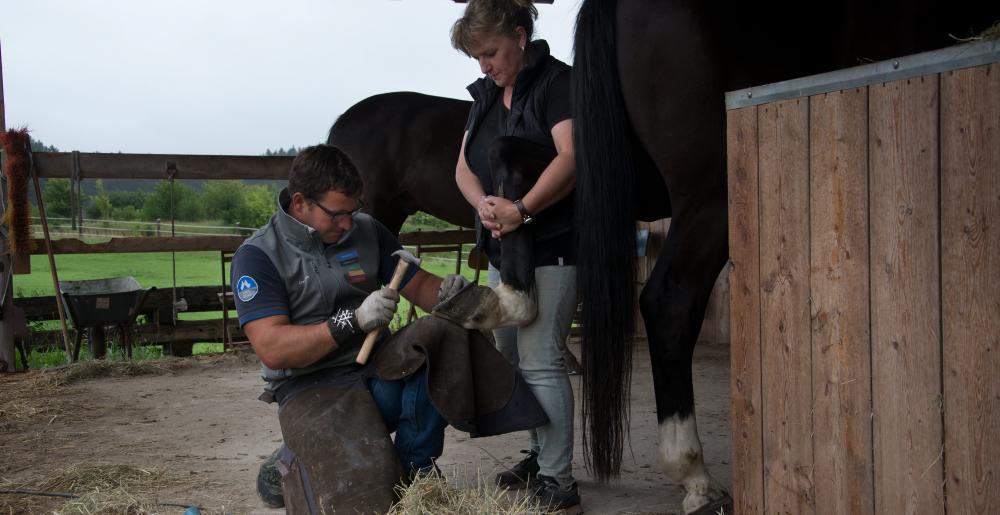 The German farrier Christoph Müller driving a nail in a hoof